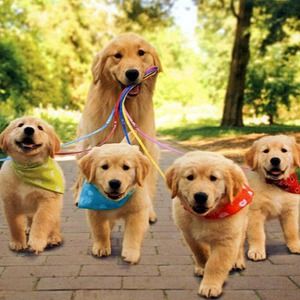 Meet your Posher, Trisha